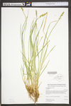 Carex stipata var. stipata by WV University Herbarium