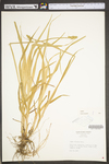 Carex stipata var. stipata by WV University Herbarium