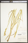 Carex stipata var. stipata by WV University Herbarium