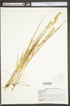 Carex stipata var. stipata by WV University Herbarium