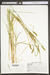 Carex stipata var. stipata by WV University Herbarium