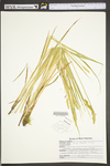 Carex stipata var. stipata by WV University Herbarium