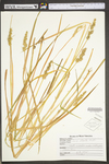 Carex stipata var. stipata by WV University Herbarium