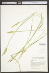 Carex stipata var. stipata by WV University Herbarium