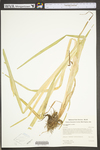 Carex stipata var. stipata by WV University Herbarium