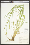 Carex stipata var. stipata by WV University Herbarium