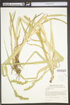 Carex stipata var. stipata by WV University Herbarium