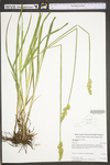 Carex stipata var. stipata by WV University Herbarium