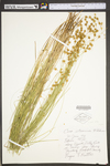 Carex straminea by WV University Herbarium