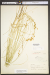 Carex straminea by WV University Herbarium
