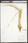 Carex straminea by WV University Herbarium