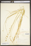 Carex straminea by WV University Herbarium