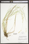 Carex straminea by WV University Herbarium