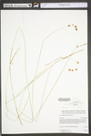 Carex straminea by WV University Herbarium