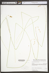 Carex straminea by WV University Herbarium