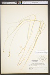 Carex tenera by WV University Herbarium