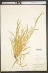 Carex striatula by WV University Herbarium