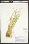 Carex striatula by WV University Herbarium