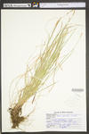 Carex striatula by WV University Herbarium