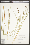 Carex stricta by WV University Herbarium