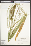 Carex stricta by WV University Herbarium