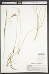 Carex stricta by WV University Herbarium