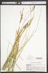 Carex stricta by WV University Herbarium