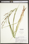 Carex stricta by WV University Herbarium