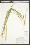 Carex stricta by WV University Herbarium