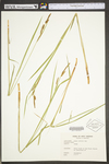 Carex stricta by WV University Herbarium