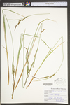 Carex stricta by WV University Herbarium