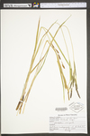 Carex stricta by WV University Herbarium