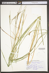 Carex stricta by WV University Herbarium