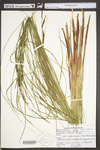 Carex stricta by WV University Herbarium