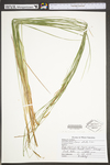 Carex stricta by WV University Herbarium