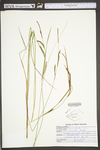 Carex stricta by WV University Herbarium