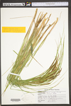 Carex emoryi by WV University Herbarium