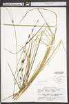 Carex emoryi by WV University Herbarium