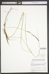 Carex stricta by WV University Herbarium