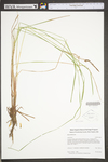 Carex stricta by WV University Herbarium