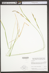 Carex stricta by WV University Herbarium