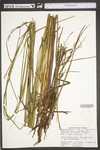 Carex stricta by WV University Herbarium