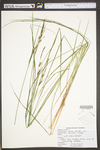 Carex stricta by WV University Herbarium