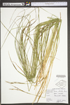 Carex stricta by WV University Herbarium