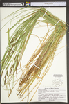 Carex stricta by WV University Herbarium