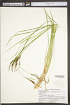 Carex stricta by WV University Herbarium