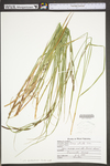 Carex stricta by WV University Herbarium