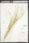 Carex stricta by WV University Herbarium