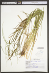 Carex stricta by WV University Herbarium