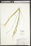 Carex stricta by WV University Herbarium